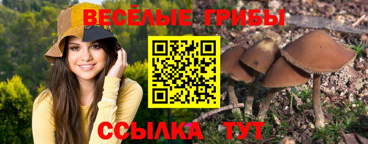 Фрязино  Псилоцибиновые грибы Psilocybine cubensis  Вход с VPN 